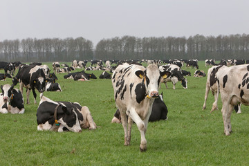 Naklejka na ściany i meble Cows in Dutch meadow. Grazing. 