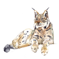 Watercolor single lynx animal isolated on a white background illustration. © PYRAMIS