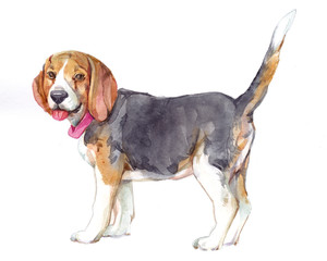 Watercolor single Dog animal isolated on a white background illustration.