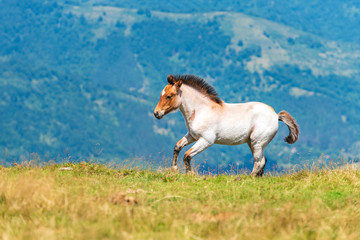 Fototapeta na wymiar chestnut horse runs gallop on a spring, summer field