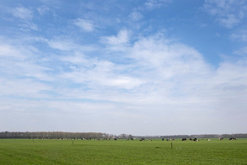 Fototapeta na wymiar Cows in Dutch meadow. Grazing. 