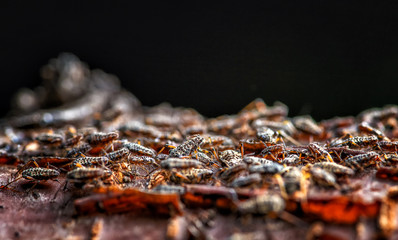Black aphid colony on peach tree