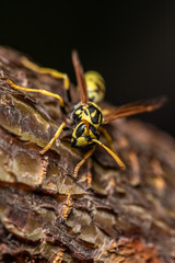 Yellow wasp on a tree. tree bark structure. The wasp is looking at the camera.