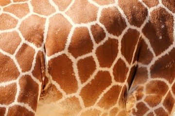 Girafe