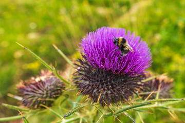 Spear thistle (cirsium vulgar) wild spiky purple flower in the mountain with bee