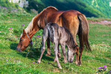 Mare and Foal together in green meadow of grass high in the mountain