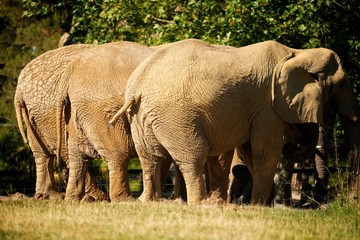 &eacute;l&eacute;phant