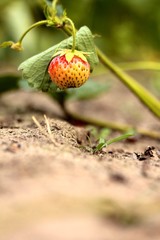 unripe strawberry in the garden