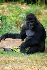 Singe