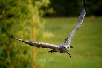 Oiseau