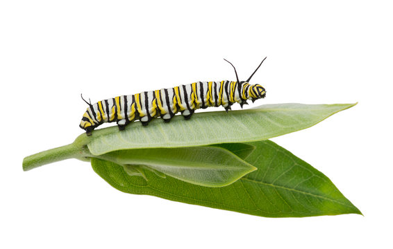 Monarch Caterpillar On Milkweed Leaf Isolated On White