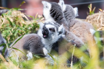 ワオキツネザル