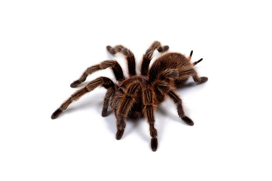タランチュラ Images Browse 107 Stock Photos Vectors And Video Adobe Stock