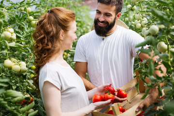 Woman and man in tomato plant at hothouse