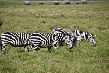 Fototapeta na wymiar Several Zebras Grazing with Elephants in the Distance, Amboseli, Kenya
