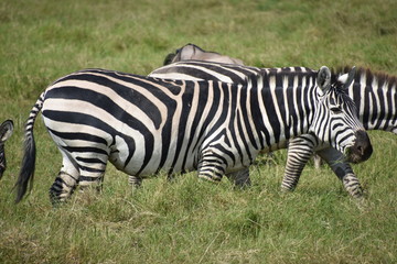 Fototapeta na wymiar Zebra Grazing Full-Frame, Amboseli National Park, Kenya