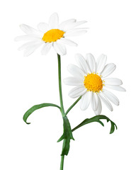 White Daisies (Marguerite) isolated on white background, including clipping path.