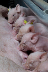 Pigs in stable. Pigs nursing. Piglets