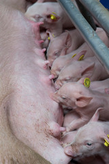 Pigs in stable. Pigs nursing. Piglets