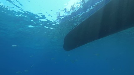 Search Photos Saltwater Fish