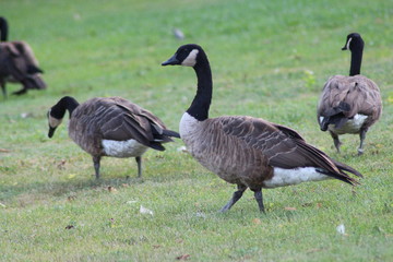 two canadian geese
