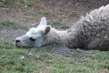alpaca in the zoo