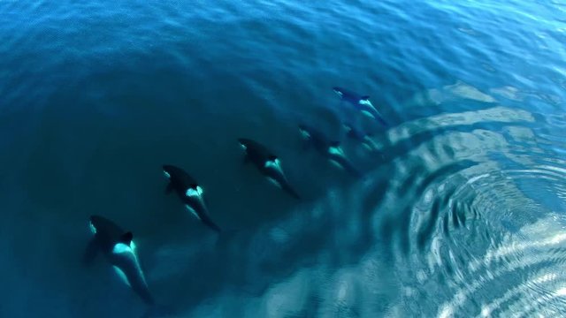 Group of Killer whales Orcinus orca traveling in blue ocean water, wildlife aerial shot, natural background