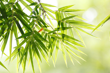 Fototapeta na wymiar Bamboo leaf background in natural light with bokeh