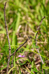 A single slender yellow and black patterned Common Sandragon Dragonfly briefly rests on a long twig