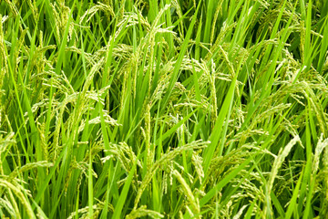 Fototapeta na wymiar Oyama, Japan, 08/19/2019 , Details of a rice field and rice plants in Japan, almost ready for harvest.