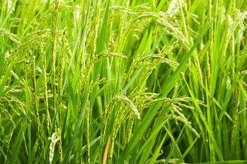 Oyama, Japan, 08/19/2019 , Details of a rice field and rice plants in Japan, almost ready for harvest.