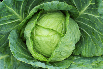 Fresh cabbage with green leaves top view.