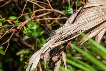 A single slender Great Blue Skimmer Dragonfly tends to some matter on a dried brown palm frond