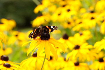 Gelber Sonnenhut mit Schmetterling