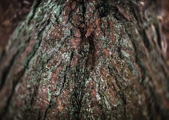 Pine trees in the forest