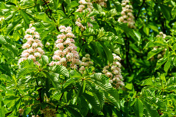 White flowers of horse chestnut (Aesculus hippocastanum, chestnut) grow upright candles up against blurred background of green leaves of tree. Selective focus. Spring sunny day There is place for text