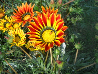 Gazania flowers in a garden, red yellow flower