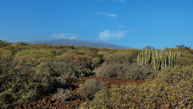 The coastal walk between Montana Amarilla and Amarilla Golf resort, a perfect solitary hiking path with stunning inland vistas towards Teide peak and towards Atlantic, Tenerife, Canary Islands, Spain