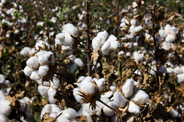 Cotton Field and boll ready for harvesting