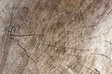 Fototapeta premium Altes Holz