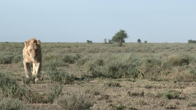 Lion (Panthera leo) males  walking together over the plains of Ngorongoro Conservation Area