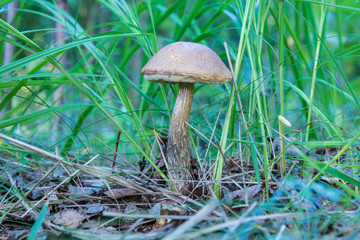 The summer or autumn forest landscape with birch mushroom or aspen among grass and fallen leaves