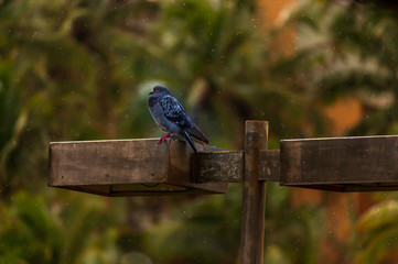 Pombo na Chuva