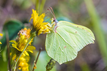 The macro shot of the beautiful green butterfly on the little yellow flower in the warm sunny summer weather