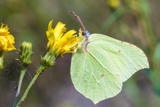 The macro shot of the beautiful green butterfly on the little yellow flower in the warm sunny summer weather