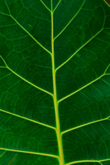 Folha e sua identidade