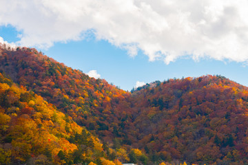 Colorful tree on mountain with blue sky, beautiful autumn nature landscape.