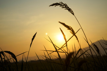 Grass flowers during the golden sunset in evening time.