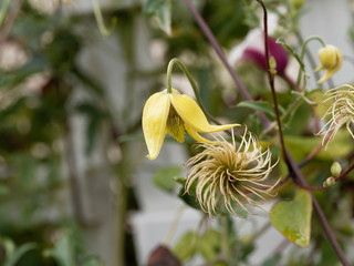 (Clematis tangutica) Clématite tangoute dorée jaune doré et akène duveteux argenté 