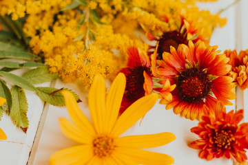  Red, orange and yellow autumn flowers on a white wooden background. chrysanthemums, heliochrysum and Jerusalem artichoke. 